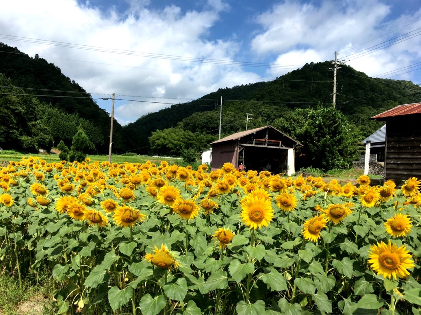 満開のひまわり